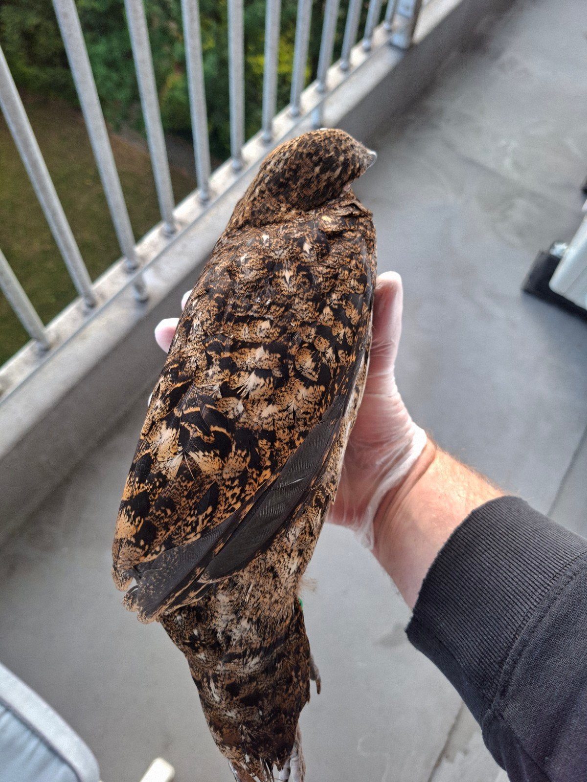 Cabots tragopaan hen voor taxidermie vogel, Ophalen of Verzenden, Vogel, Opgezet dier