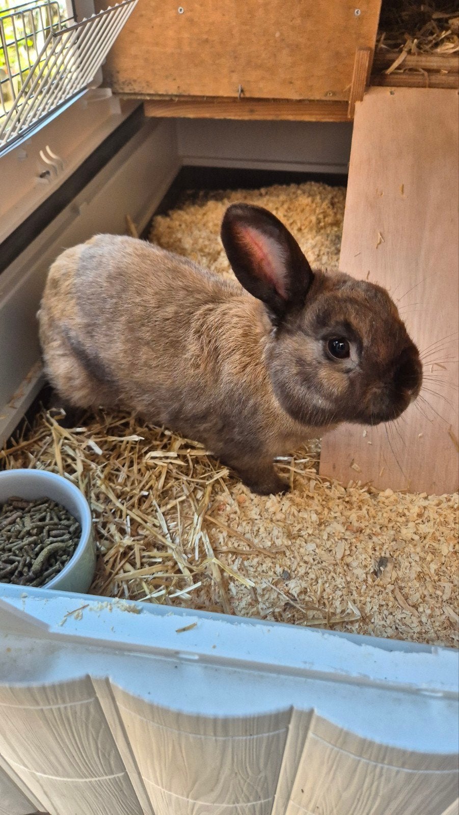 Te koop aangeboden compleet konijnenhok met konijn!, Mannelijk, Dwerg, Hangoor