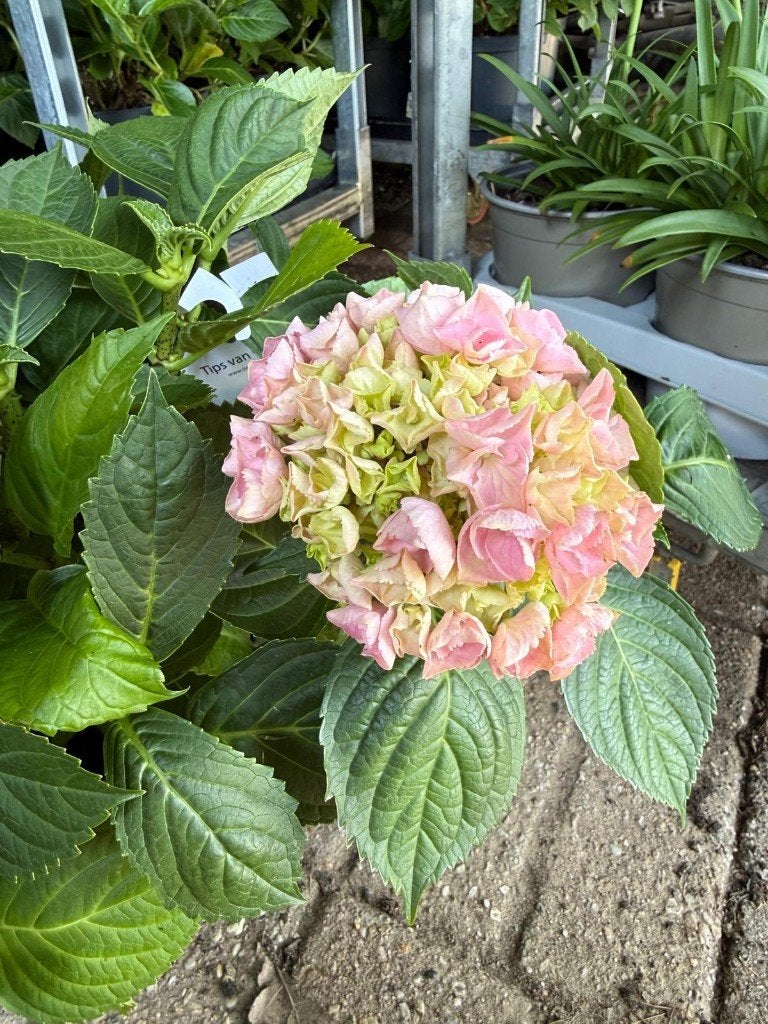 Roze Hortensia nu 4 euro per stuk Grote pot, Tuin en Terras, Ophalen, Vaste plant, Overige soorten, Halfschaduw