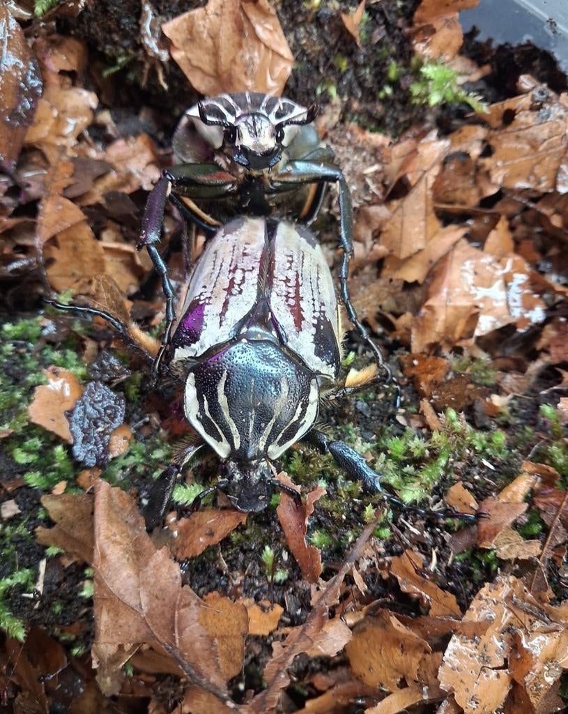 Goliathus goliathus L2 larven, Overige soorten