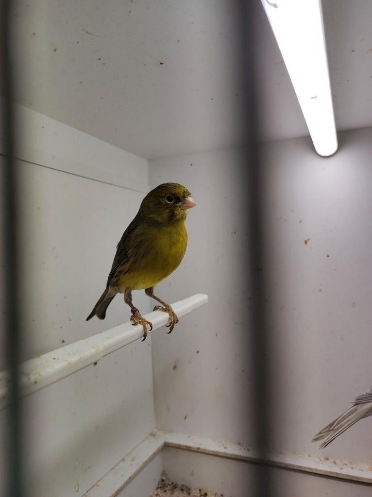 Gezocht kanarie poppen, Dieren en Toebehoren, Vogels | Kanaries