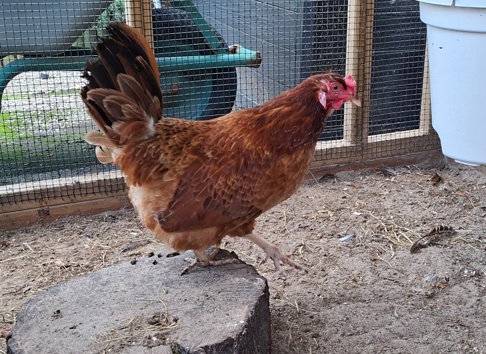 2 mooie arucana hennen,  aan de leg, Dieren en Toebehoren, Vrouwelijk, Kip
