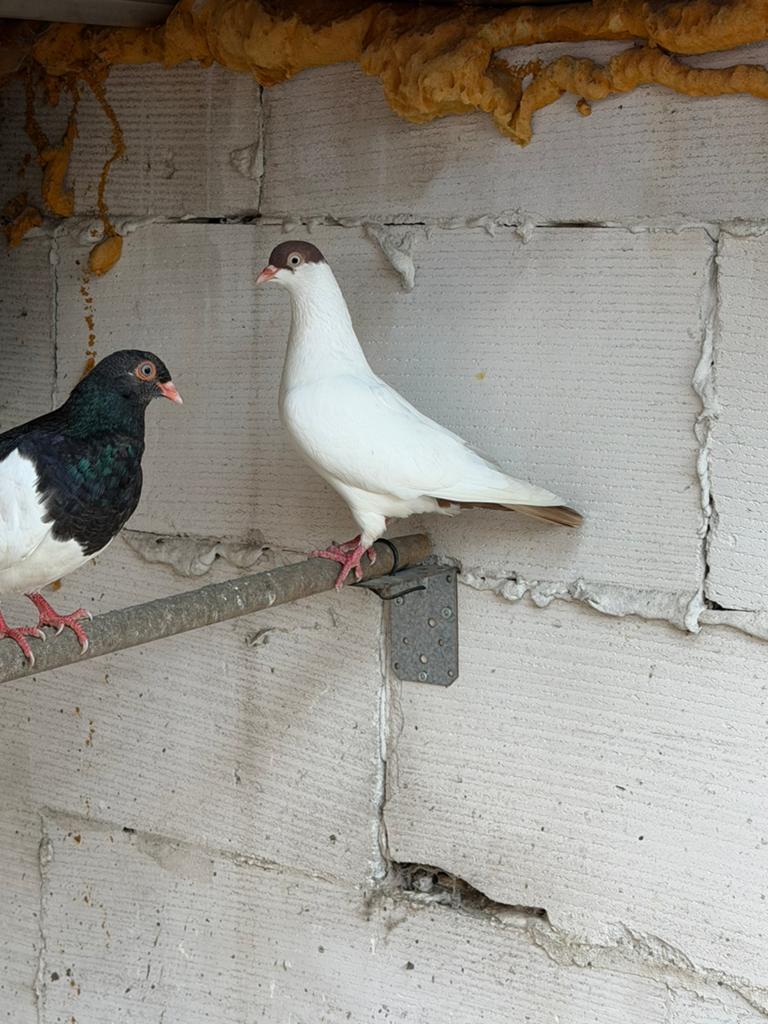 Helmduif duivin, Vrouwelijk, Kropper