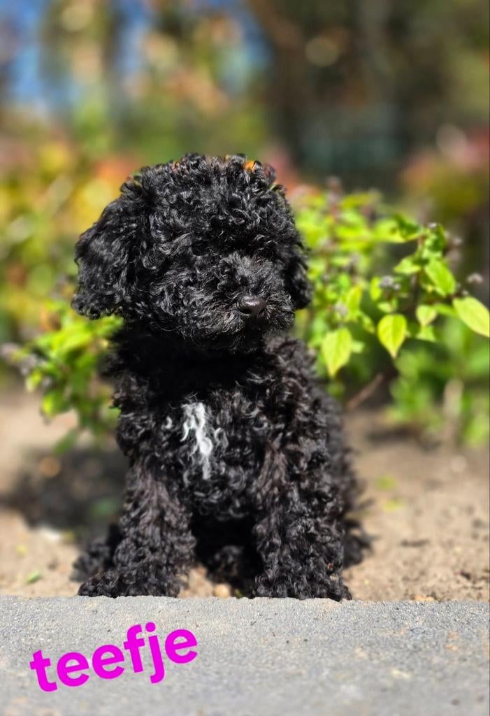 💙🩷 mooie kleine doodl pups mogen verhuizen 💙🩷, Dieren en Toebehoren, Honden | Chihuahua's en Gezelschapshonden, Parvo, Overige rassen