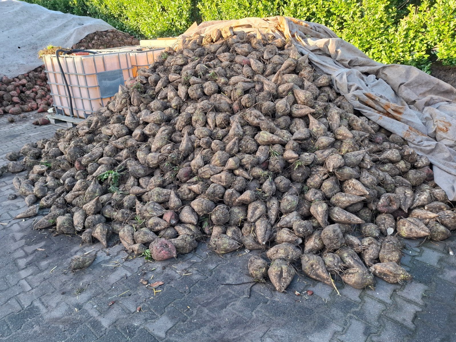 voederbieten. feedbeet, Ophalen
