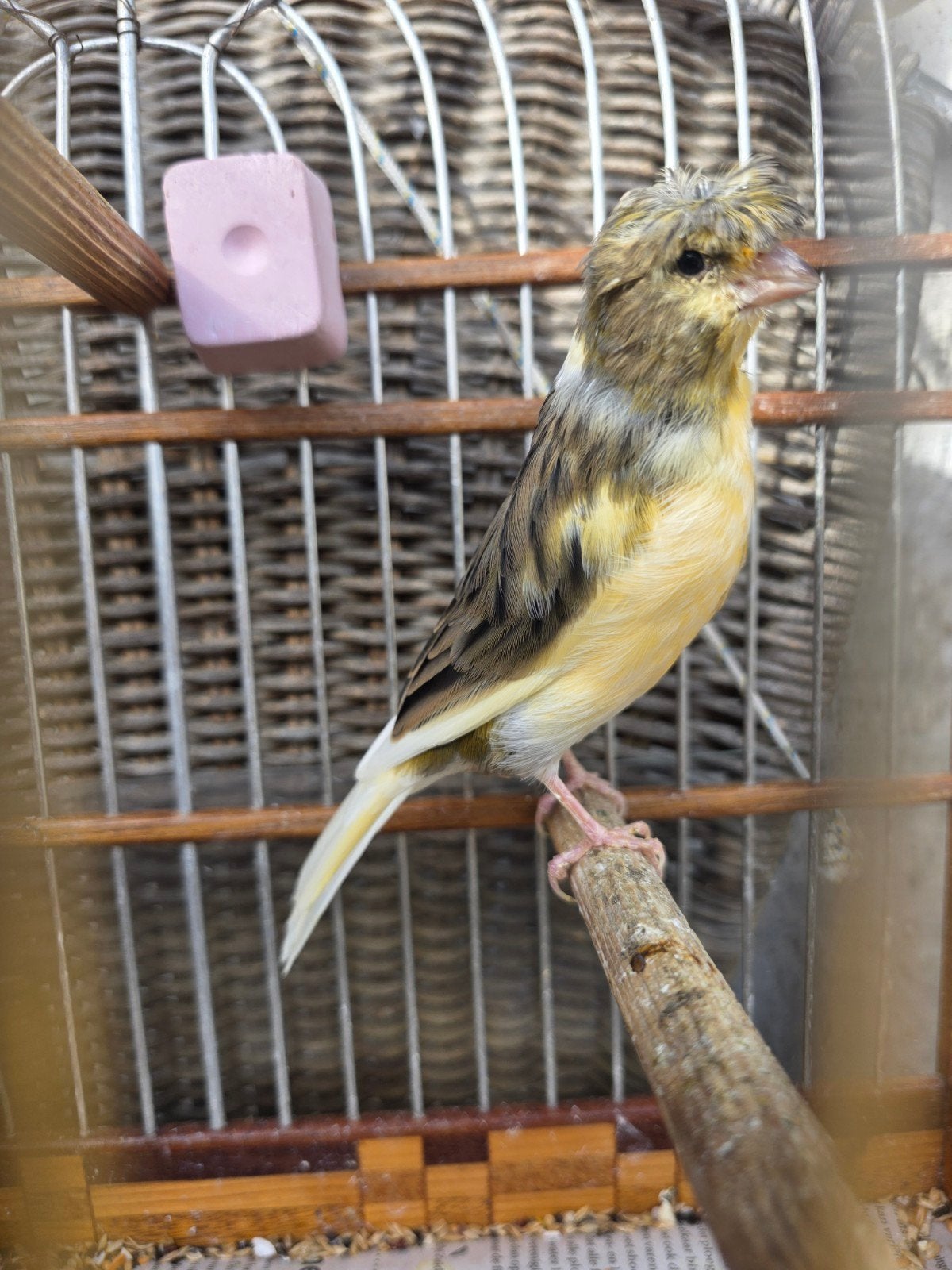 kanarie man, Mannelijk