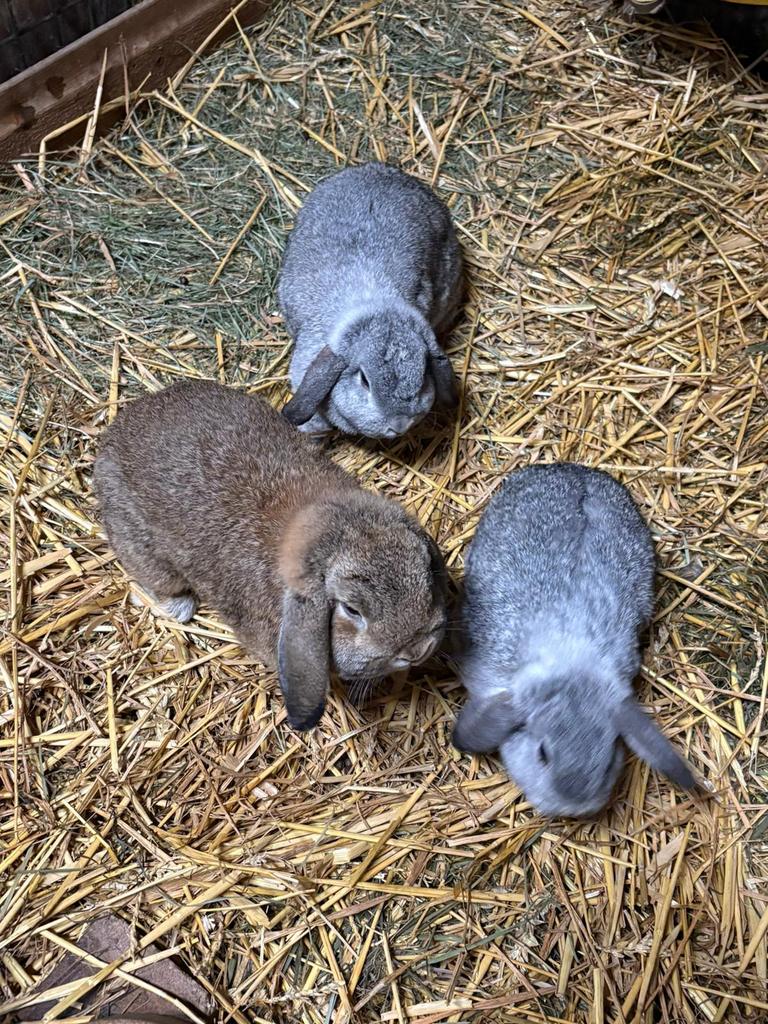 Jonge Hollandse dwerghangoren, Dieren en Toebehoren, Konijnen, Meerdere dieren, Middelgroot, Hangoor, 0 tot 2 jaar