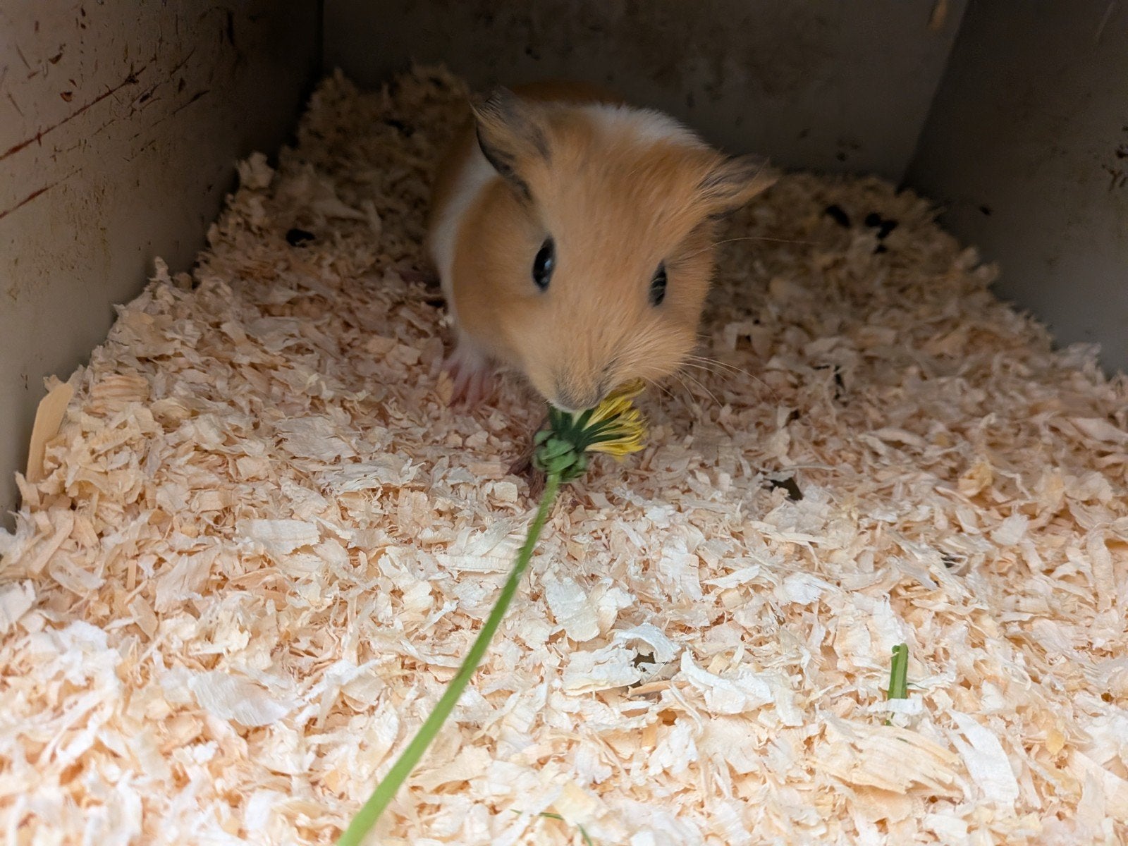 Cavia (zeugje), Dieren en Toebehoren, Knaagdieren, Cavia, Augustus, Vrouwelijk, Tam
