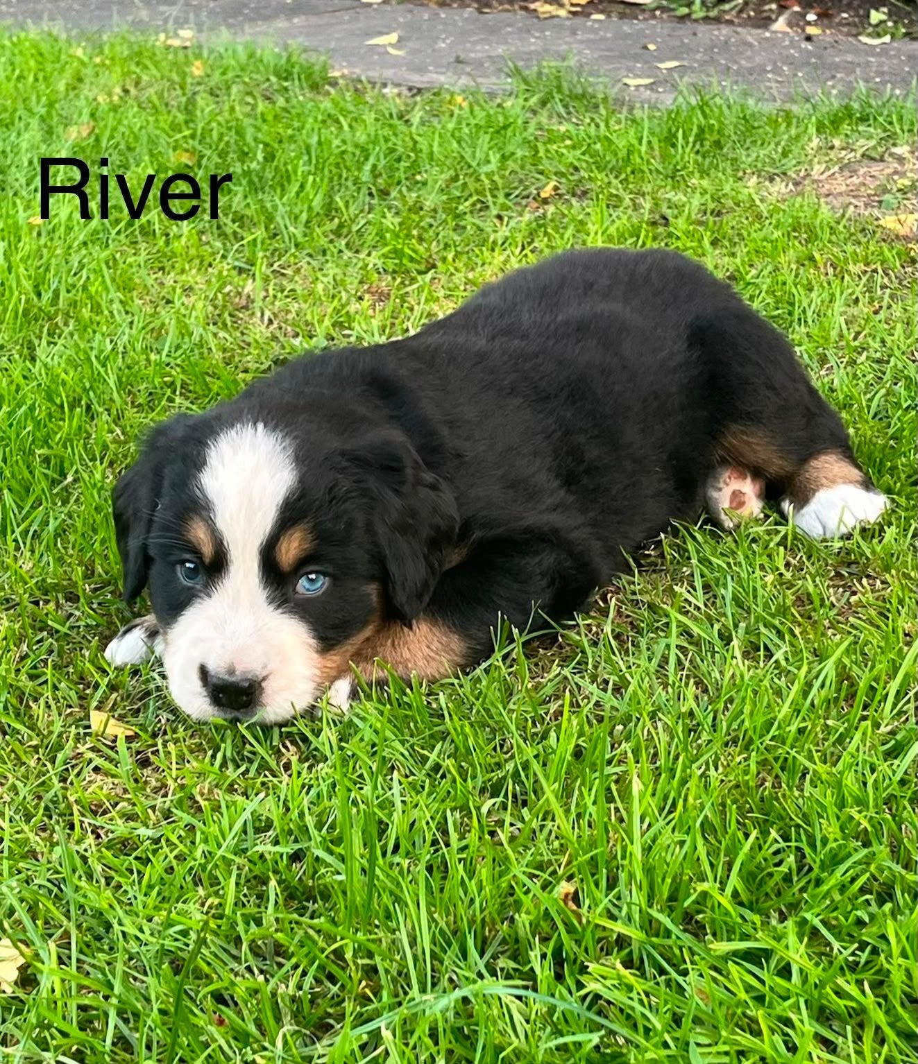 Berner sennen pup, Dieren en Toebehoren, Parvo, 8 tot 15 weken, Meerdere, Meerdere dieren