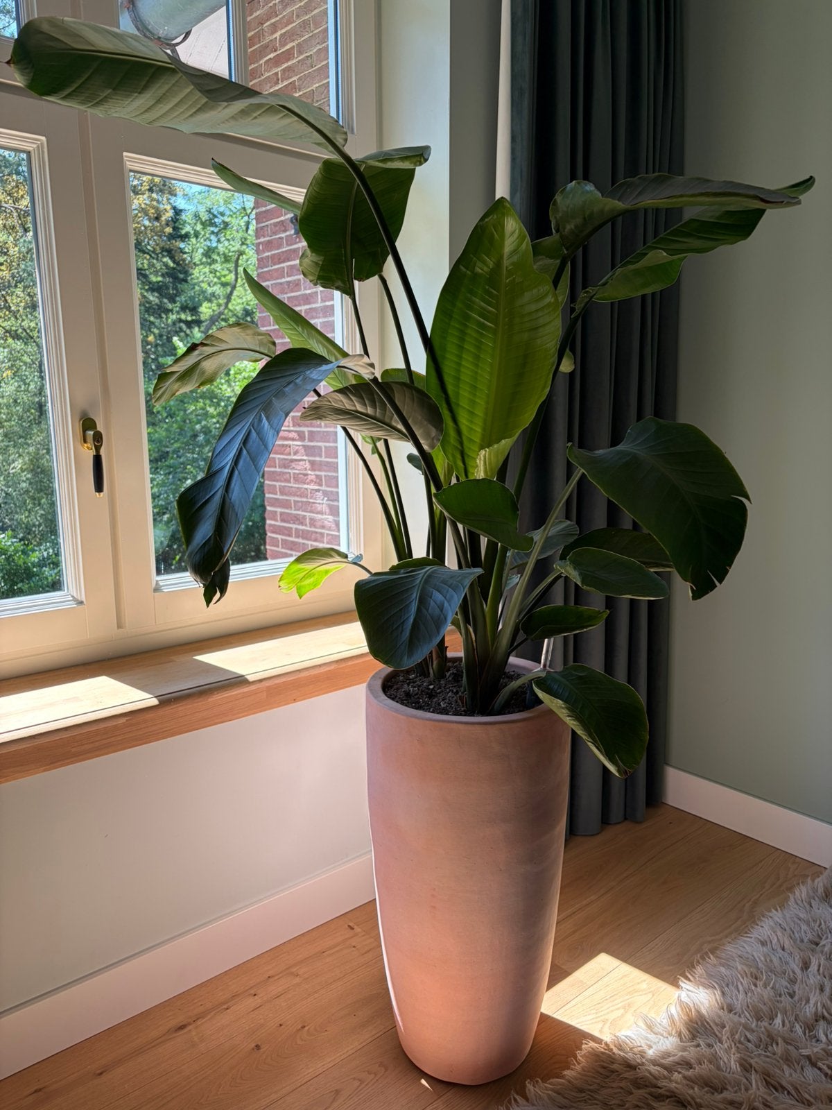 XL Strelitzia + Designpot kamerplant, Huis en Inrichting, Kamerplanten, Ophalen, Halfschaduw
