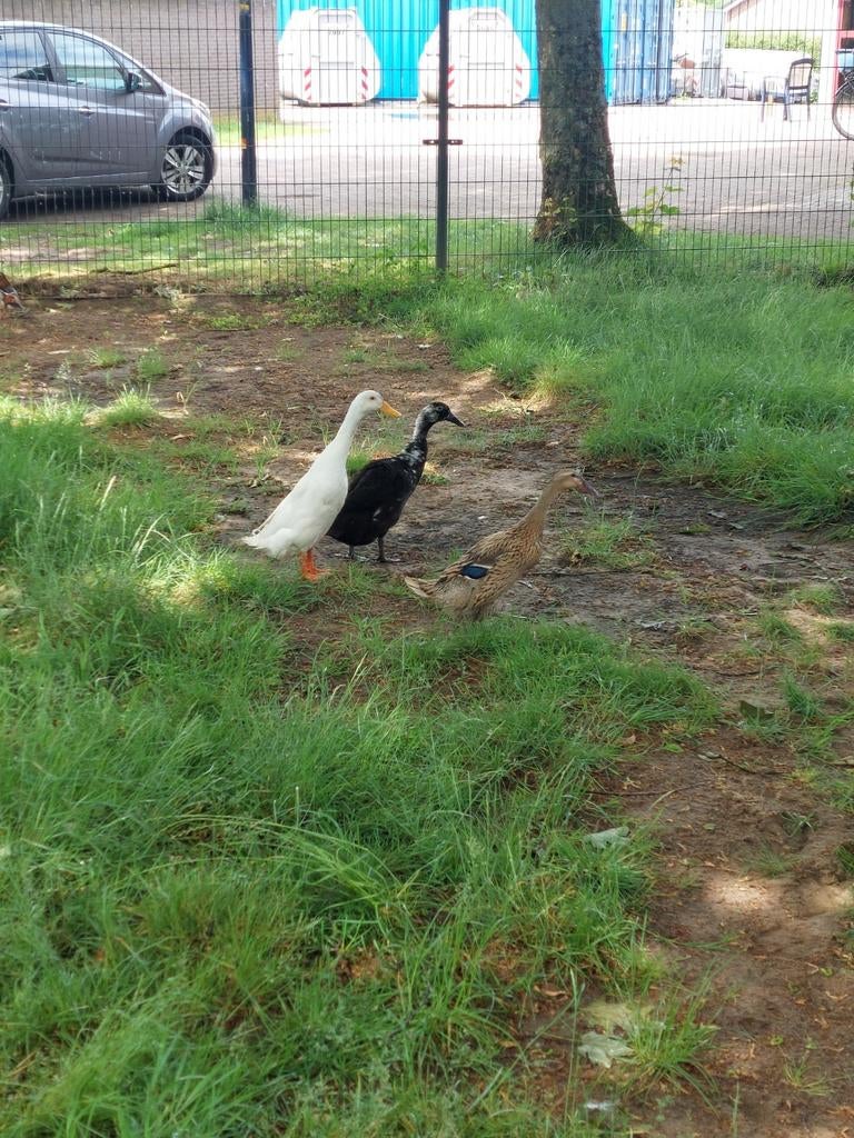Broedeieren van de Indische loopeend, Dieren en Toebehoren, Pluimvee, Geslacht onbekend, Eend