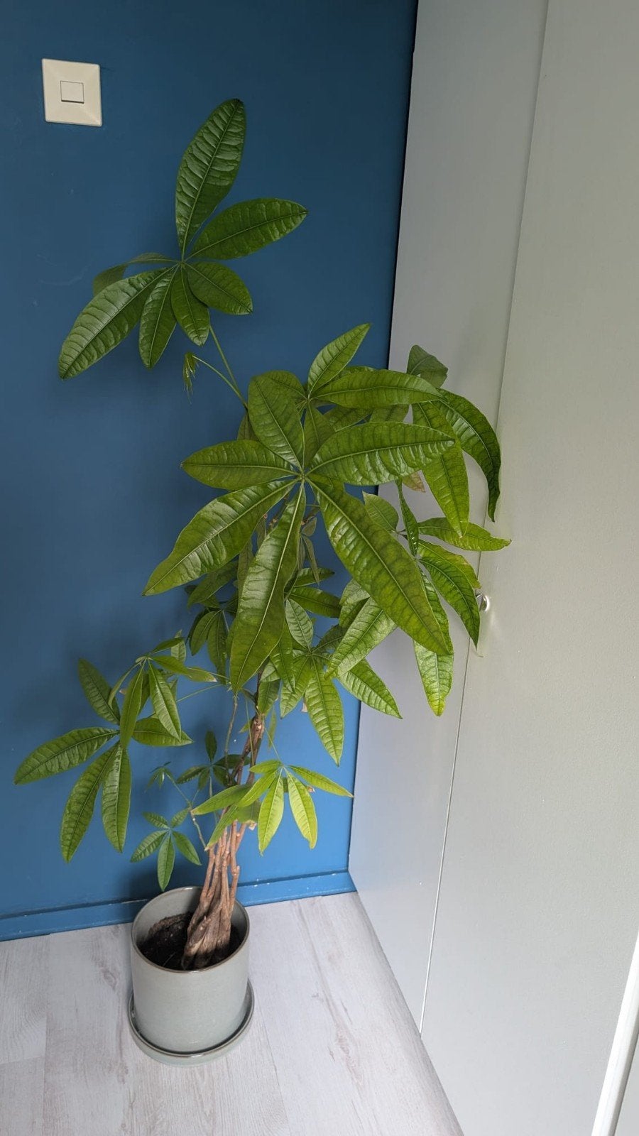 Grote Pachira Aquatica (geldboom) in pot, Huis en Inrichting, Ophalen, 100 tot 150 cm, Overige soorten, Halfschaduw
