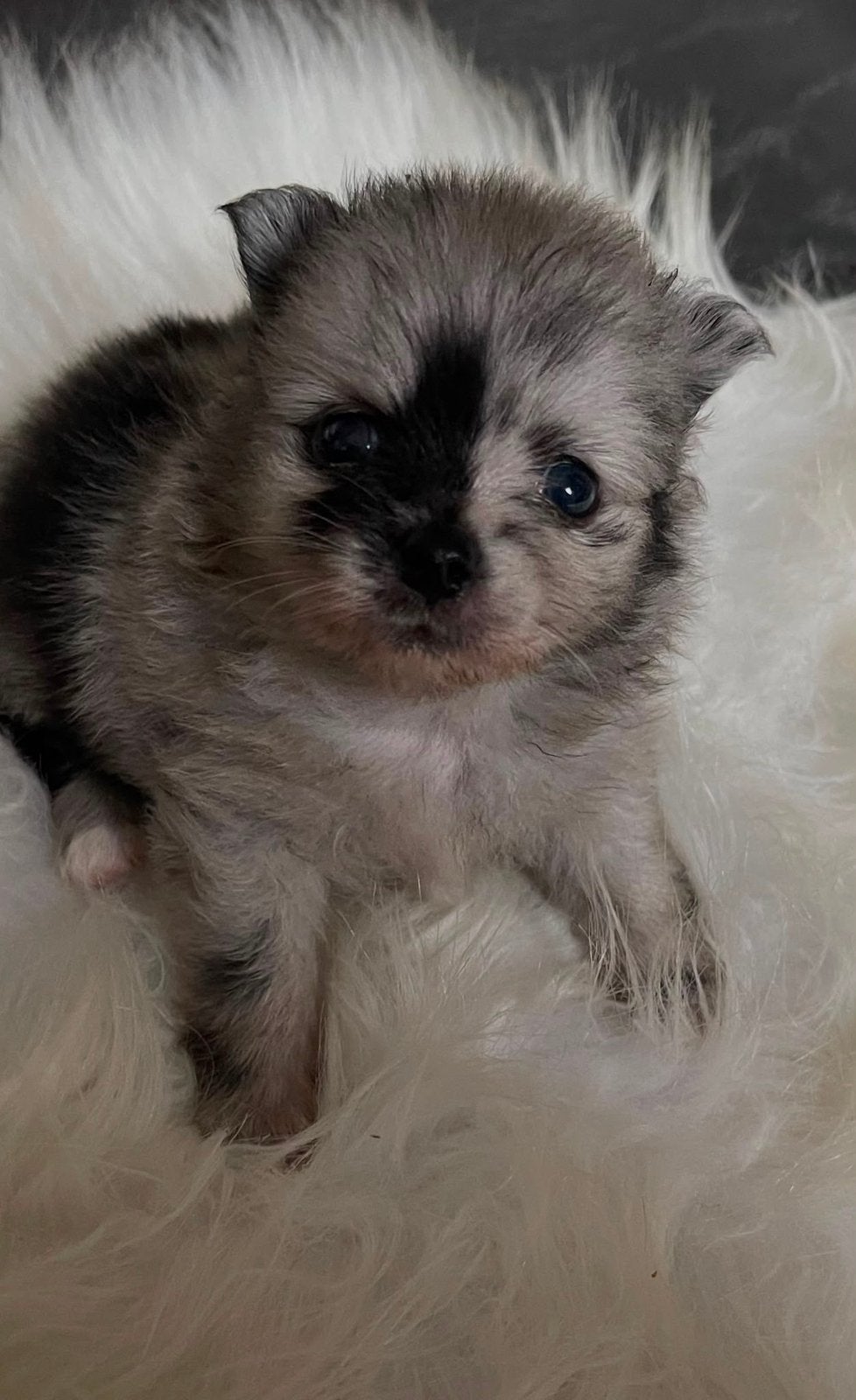 6 knappe mini pomchi pups zoeken een gouden mandje, Dieren en Toebehoren, Honden | Chihuahua's en Gezelschapshonden, 8 tot 15 weken
