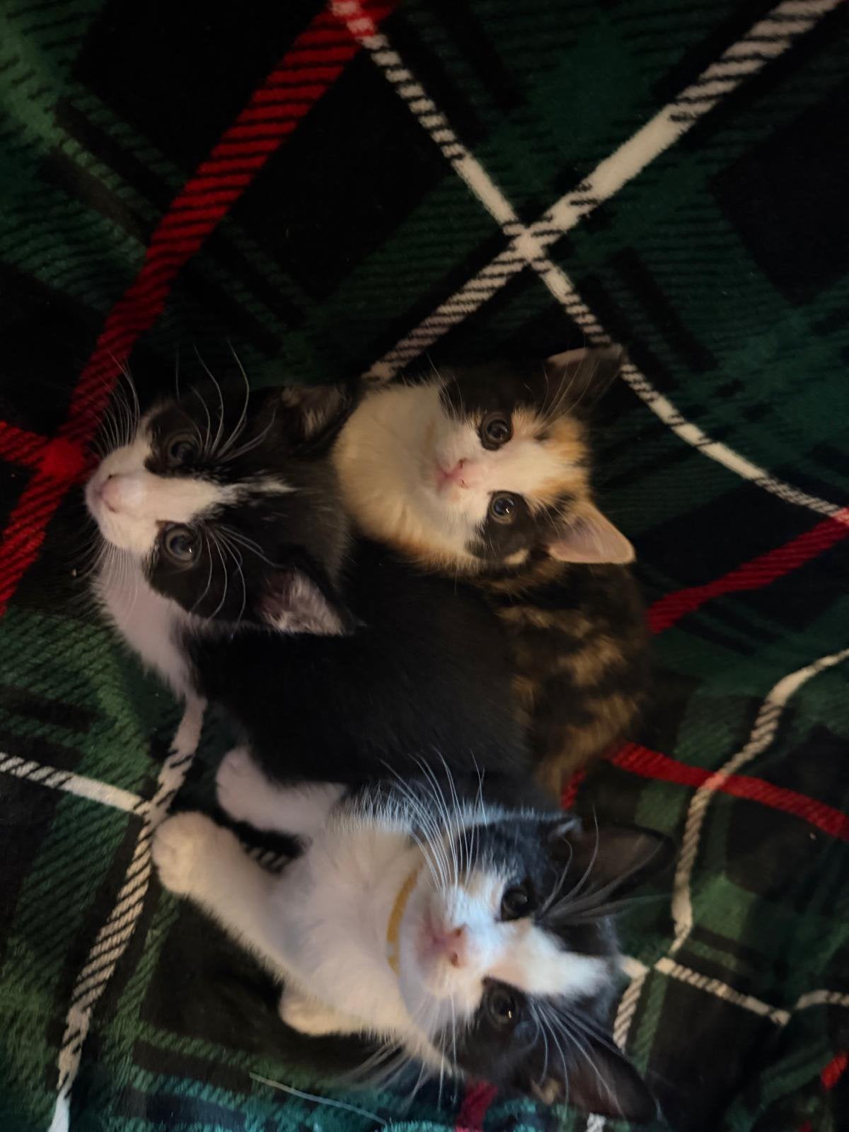 Kittens 8 weken oud, Meerdere dieren