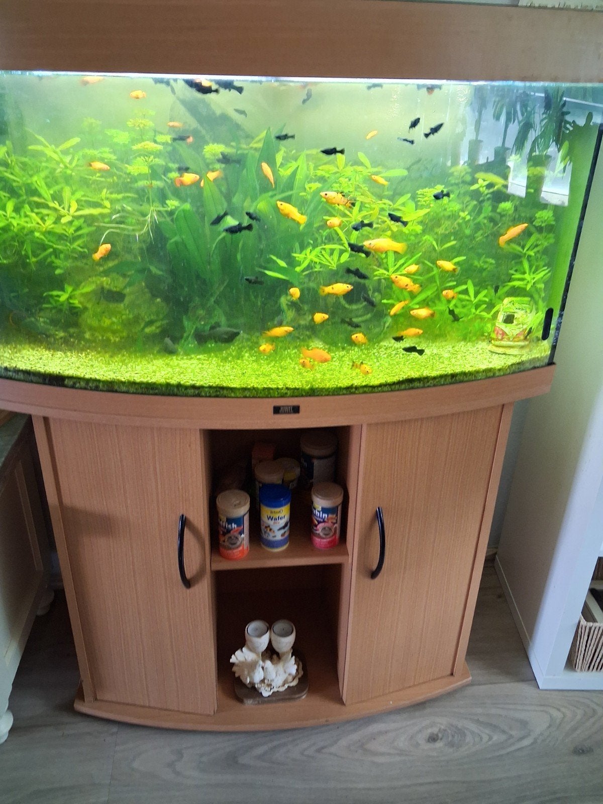 Aquarium te koop., Ophalen
