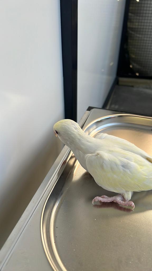 2 Jonge tamme halsband parkiet te reserveren, Meerdere dieren, Parkiet, Geringd