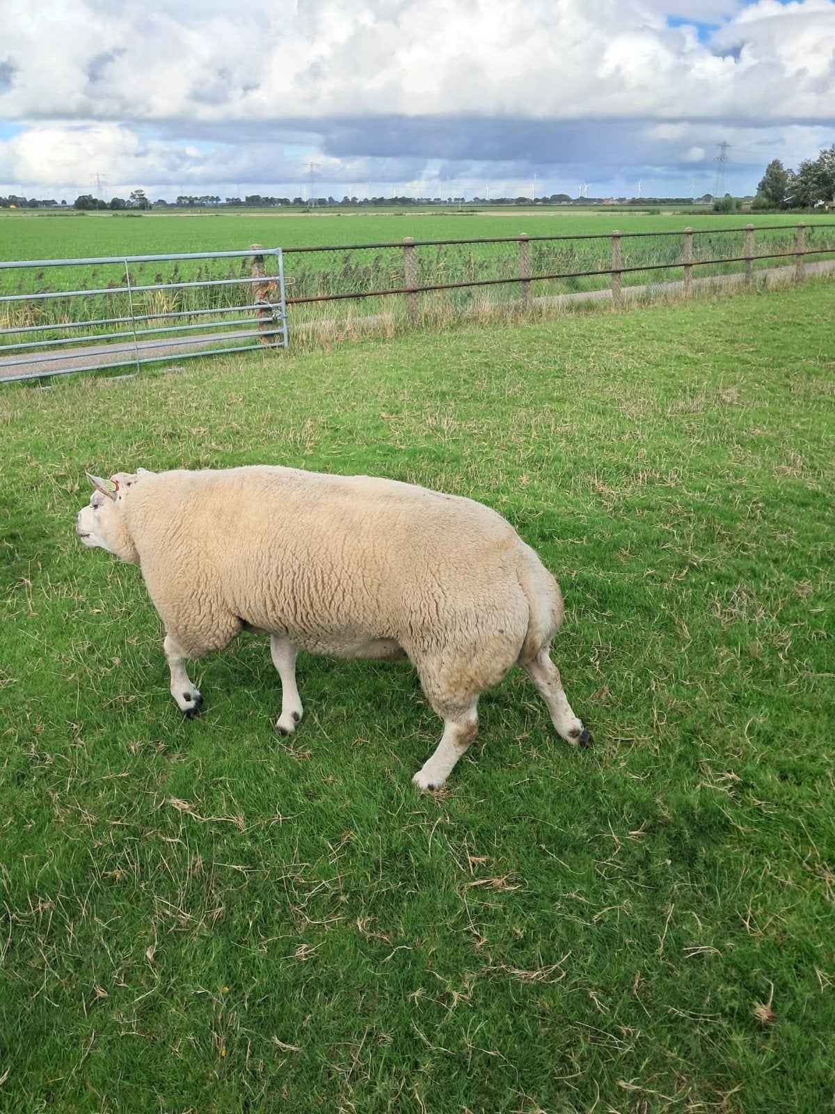 schaap. ram, Dieren en Toebehoren, Mannelijk, Schaap
