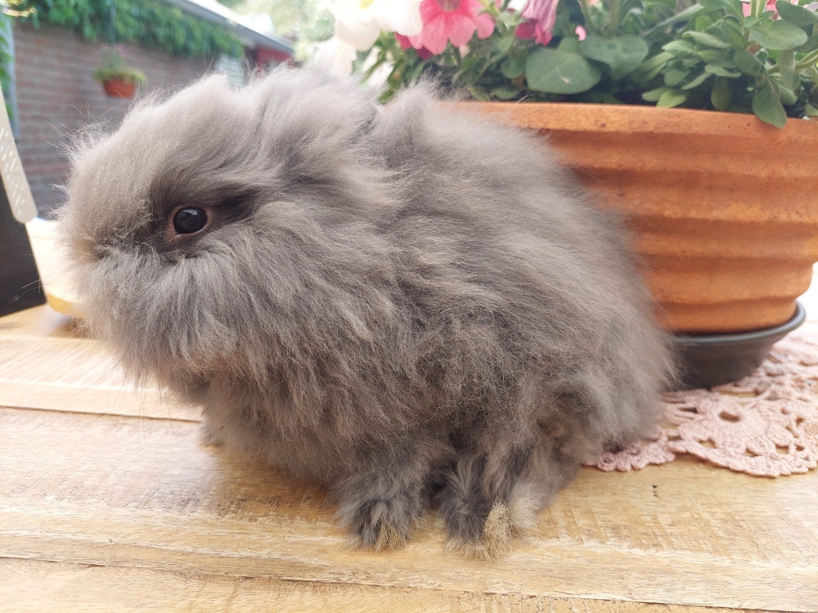 Te koop jonge teddydwerg voedster, Dieren en Toebehoren, Konijnen, Vrouwelijk, Dwerg