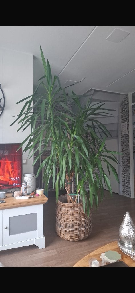 Grote Yucca kamerplant in rieten pot, Huis en Inrichting, Ophalen, Halfschaduw, In pot, Yucca