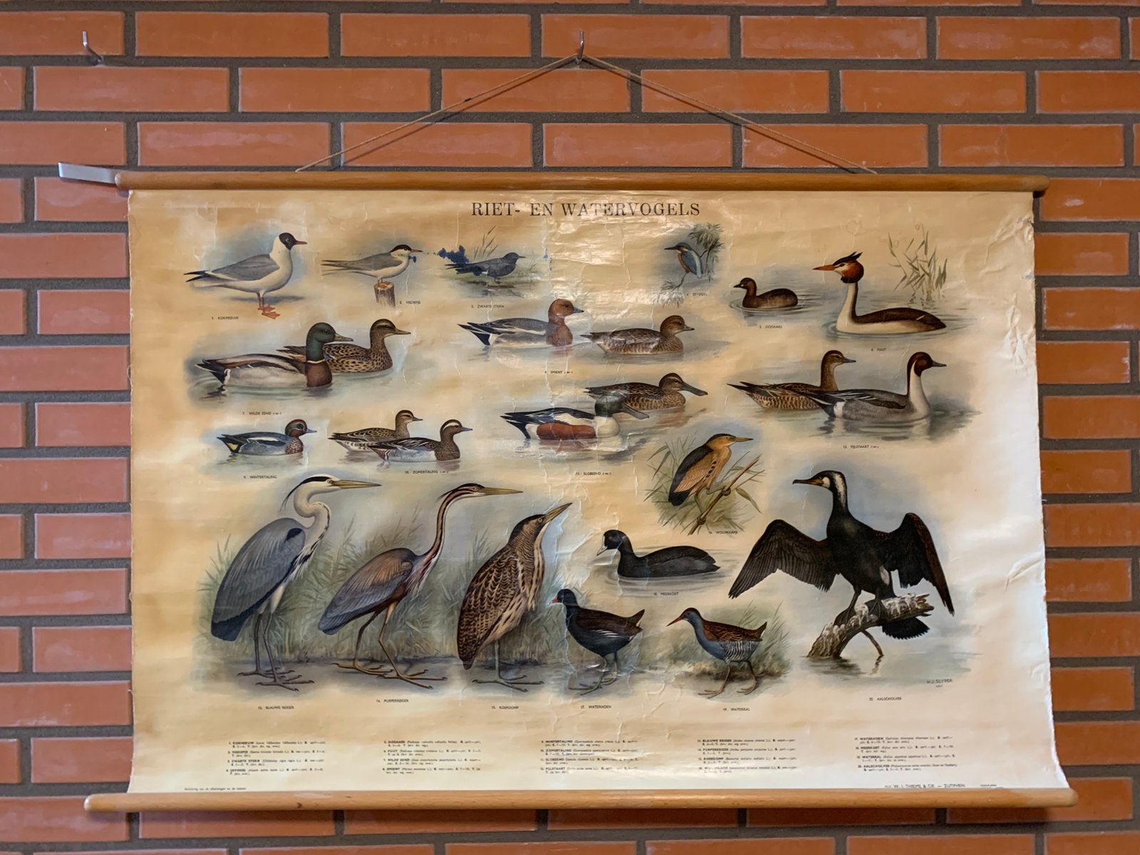 Schoolplaat riet- en watervogels, Ophalen, Natuur en Biologie