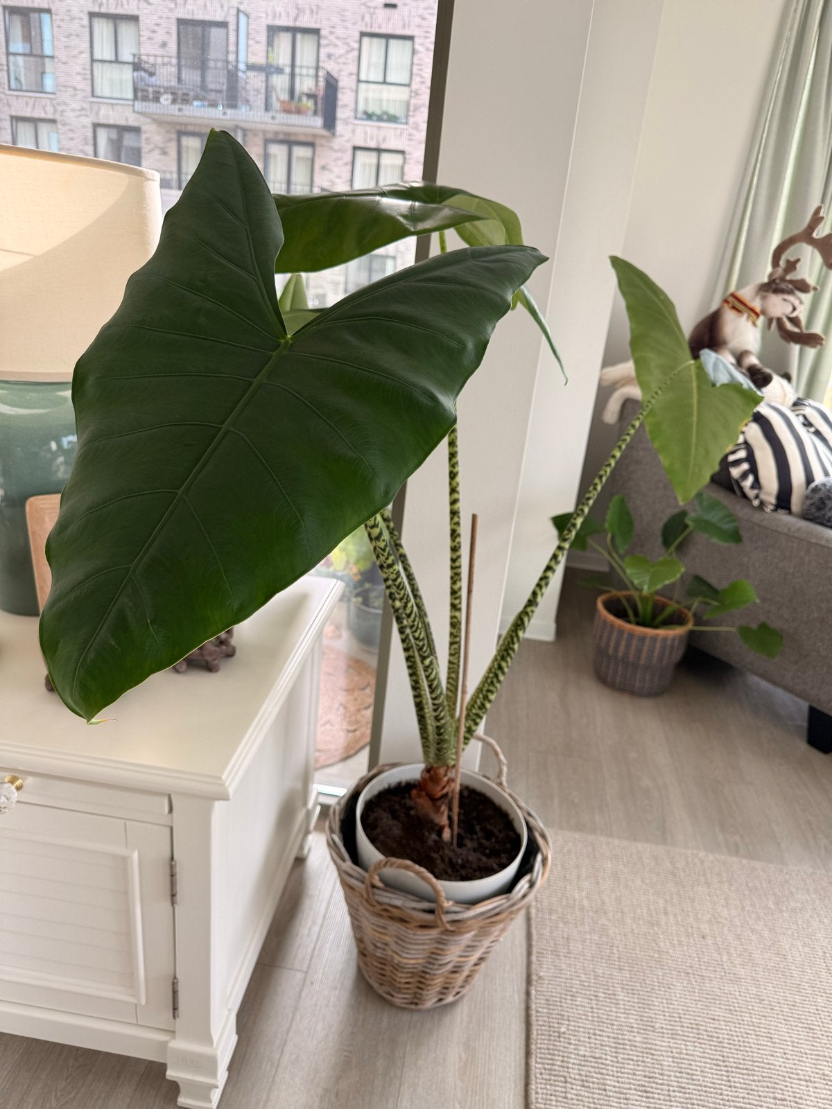 Grote Alocasia Zebrina kamerplant in pot, Ophalen, 100 tot 150 cm, Overige soorten, Halfschaduw