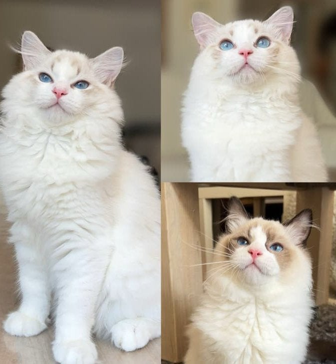 Lieve seal (lynx) bicolor ragdoll kittens met stamboom, Dieren en Toebehoren, Katten en Kittens | Raskatten | Langhaar, Meerdere dieren