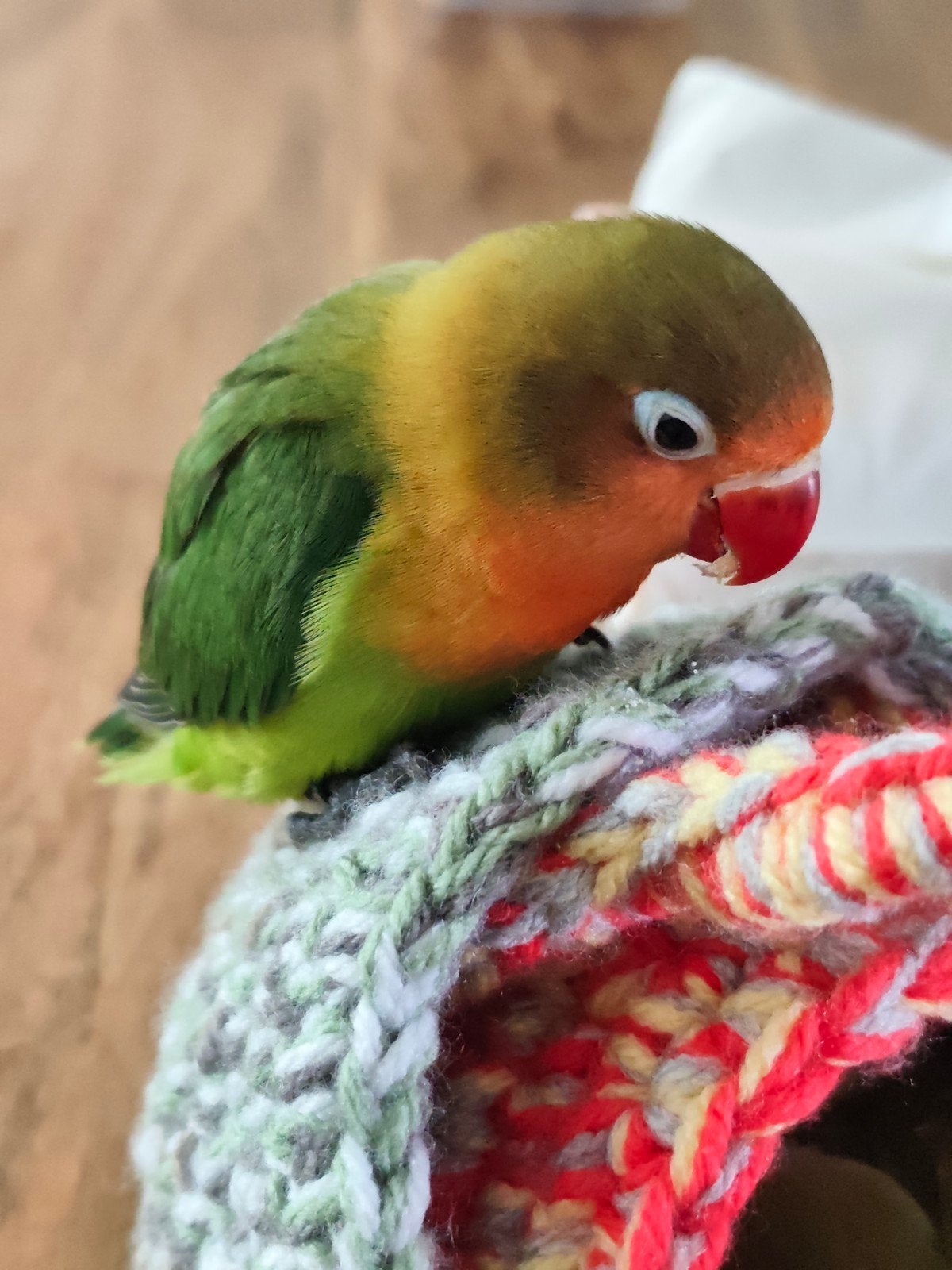 Fischeri Agapornis, Dieren en Toebehoren, Vogels | Parkieten en Papegaaien, Mannelijk, Dwergpapegaai of Agapornis, Tam