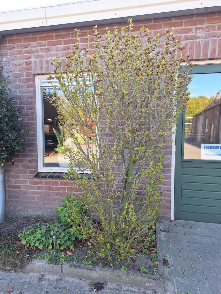 Twee grote struiken en twee bomen, Ophalen, Overige soorten, Struik