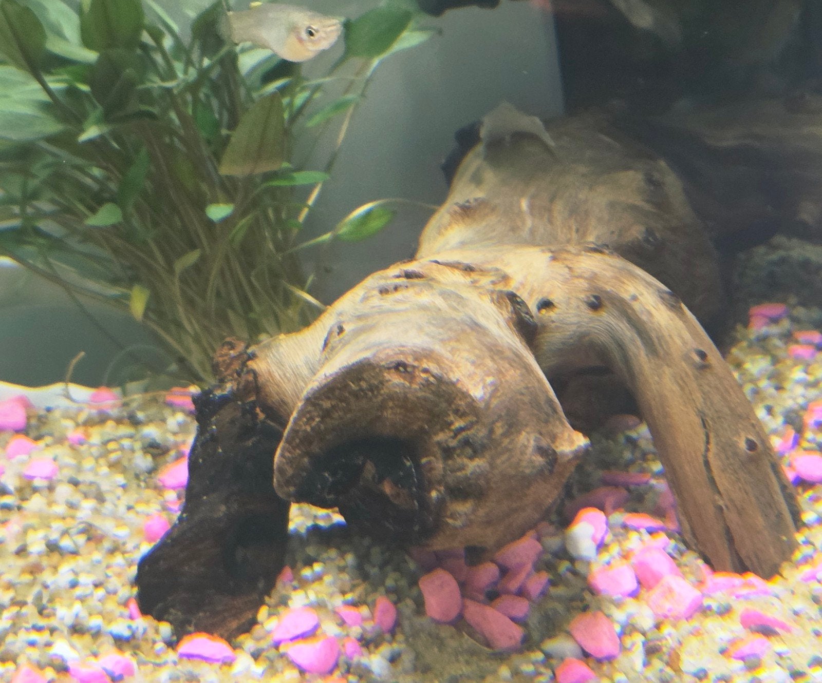 aquarium decoratie hout, Dieren en Toebehoren, Vissen | Aquaria en Toebehoren, Ophalen of Verzenden, Zo goed als nieuw, Plant(en), Steen of Hout
