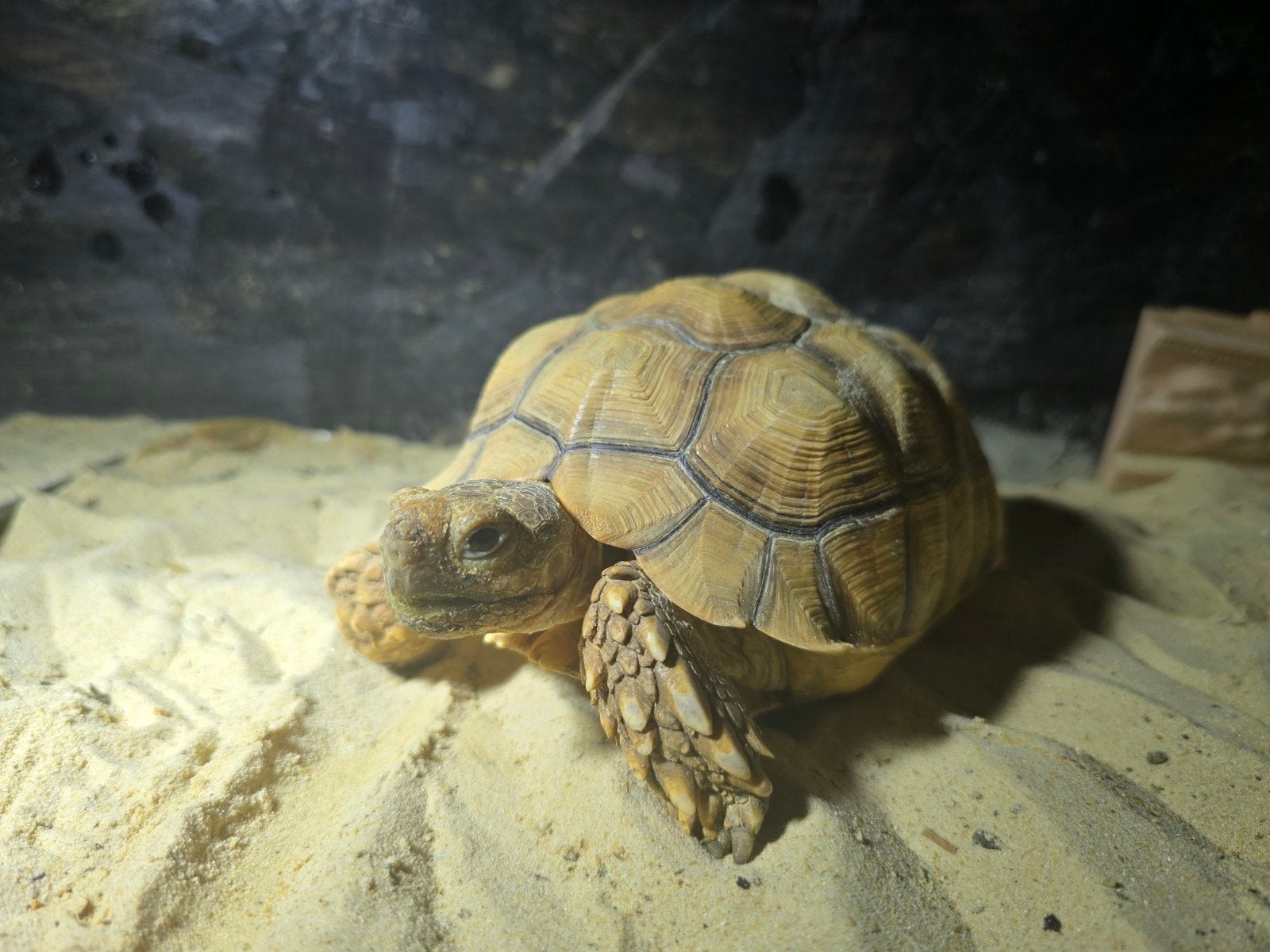 Sulcata, Dieren en Toebehoren, Reptielen en Amfibieën, Schildpad, Tam, 3 tot 6 jaar