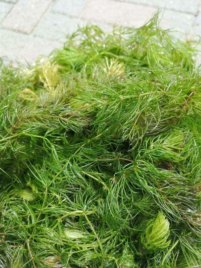 Hoornblad zuurstofplant voor heldere vijver 10L emmer (6€), Tuin en Terras, Vijvers, Ophalen of Verzenden, Nieuw
