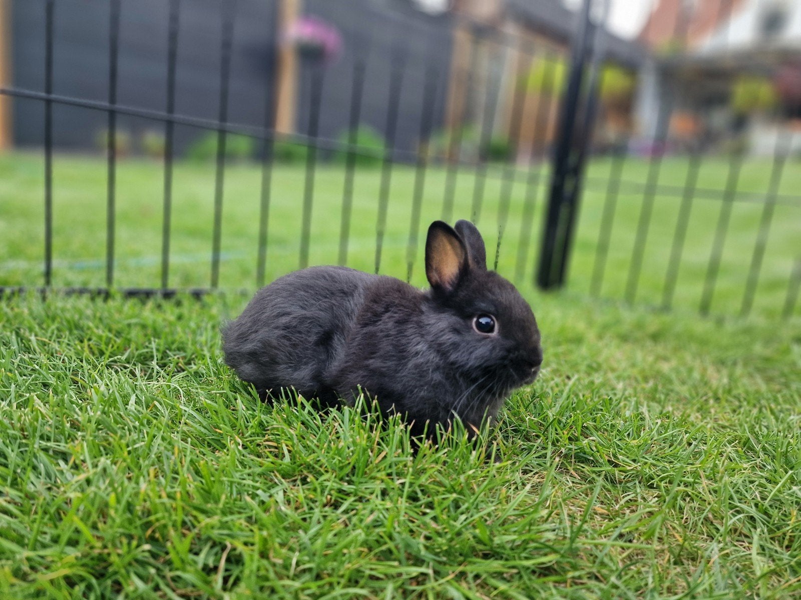 Nestje dwergkonijntjes, Dieren en Toebehoren, Konijnen, Meerdere dieren, Dwerg