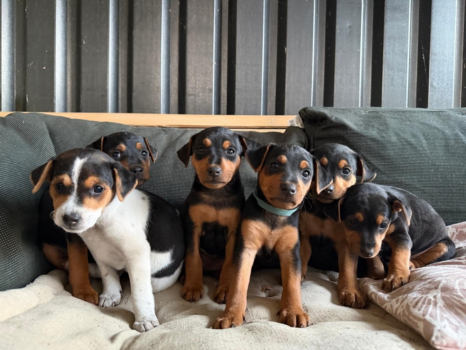 Prachtige lieve boerderij pups, Dieren en Toebehoren, 8 tot 15 weken, Meerdere dieren, Eén hond, Middel