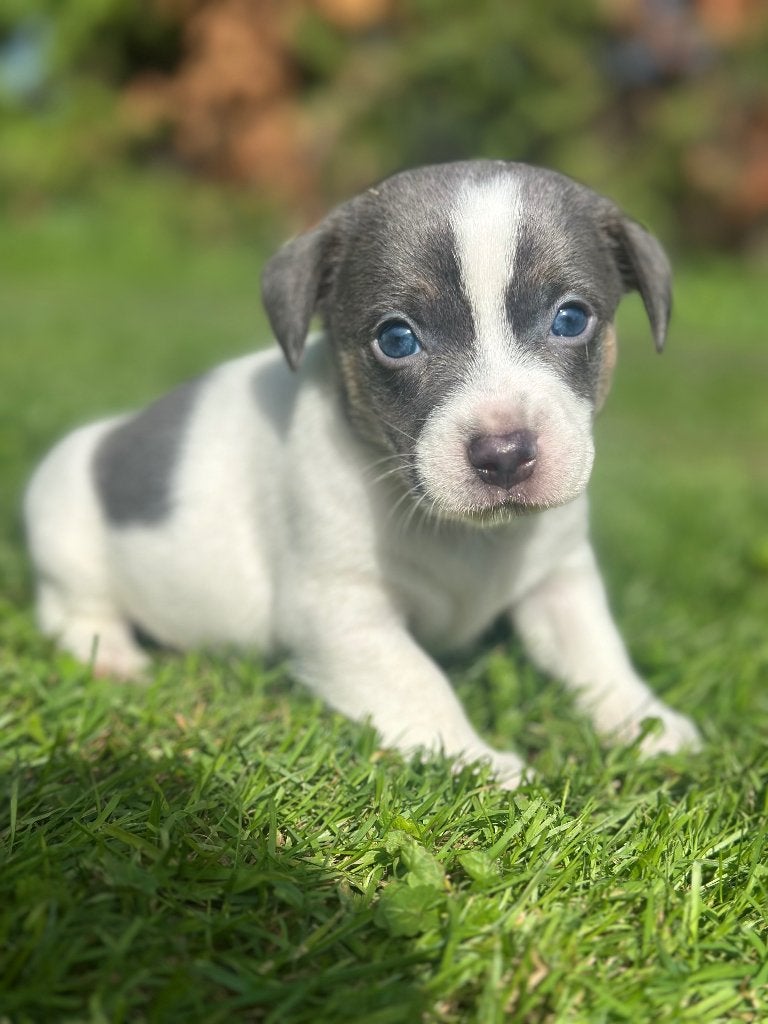 Prachtige Jack Russels aangeboden, Jack Russell Terriër, 8 tot 15 weken, Parvo, Meerdere