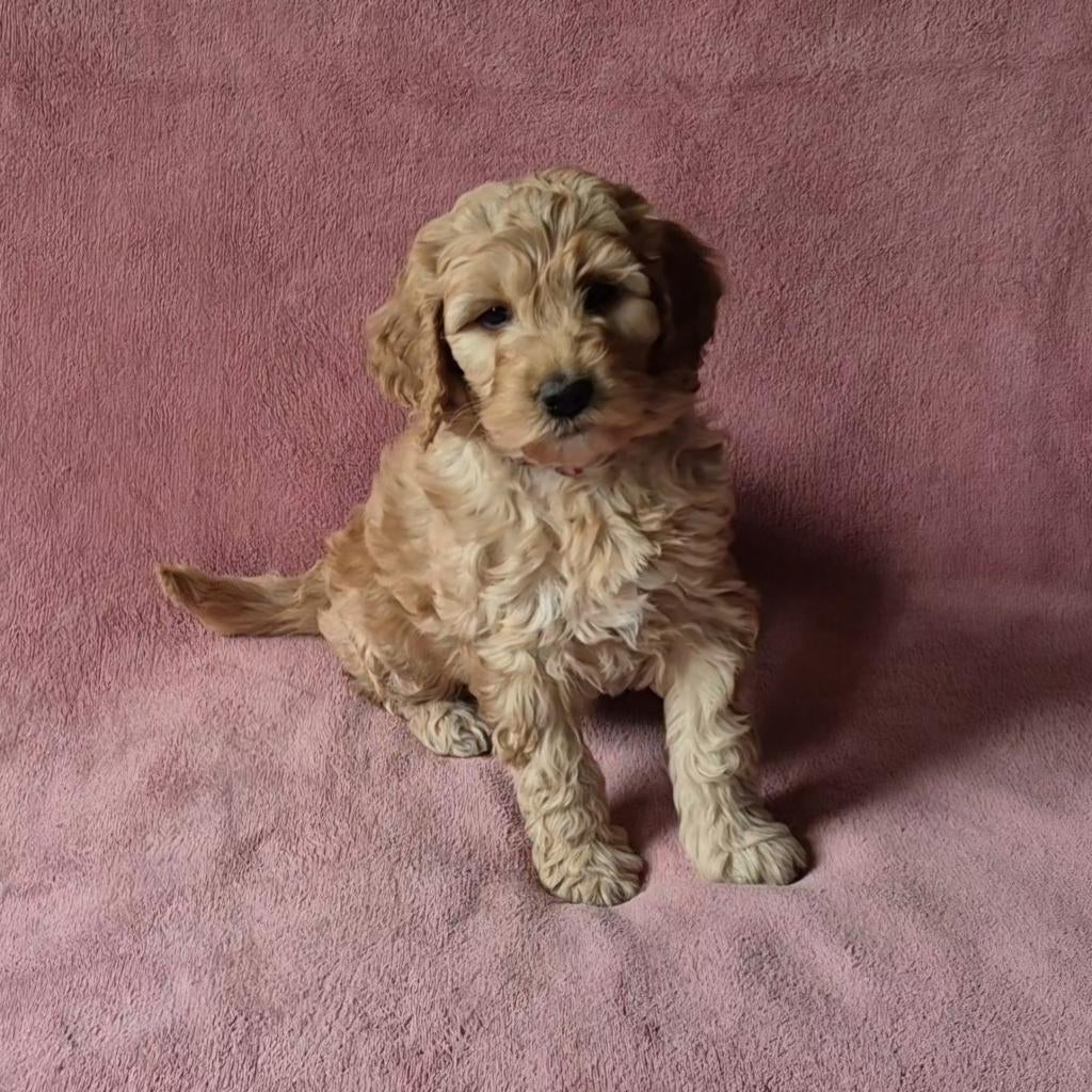 Labradoodle multigen pups, Parvo, Nederland, Overige rassen, 8 tot 15 weken