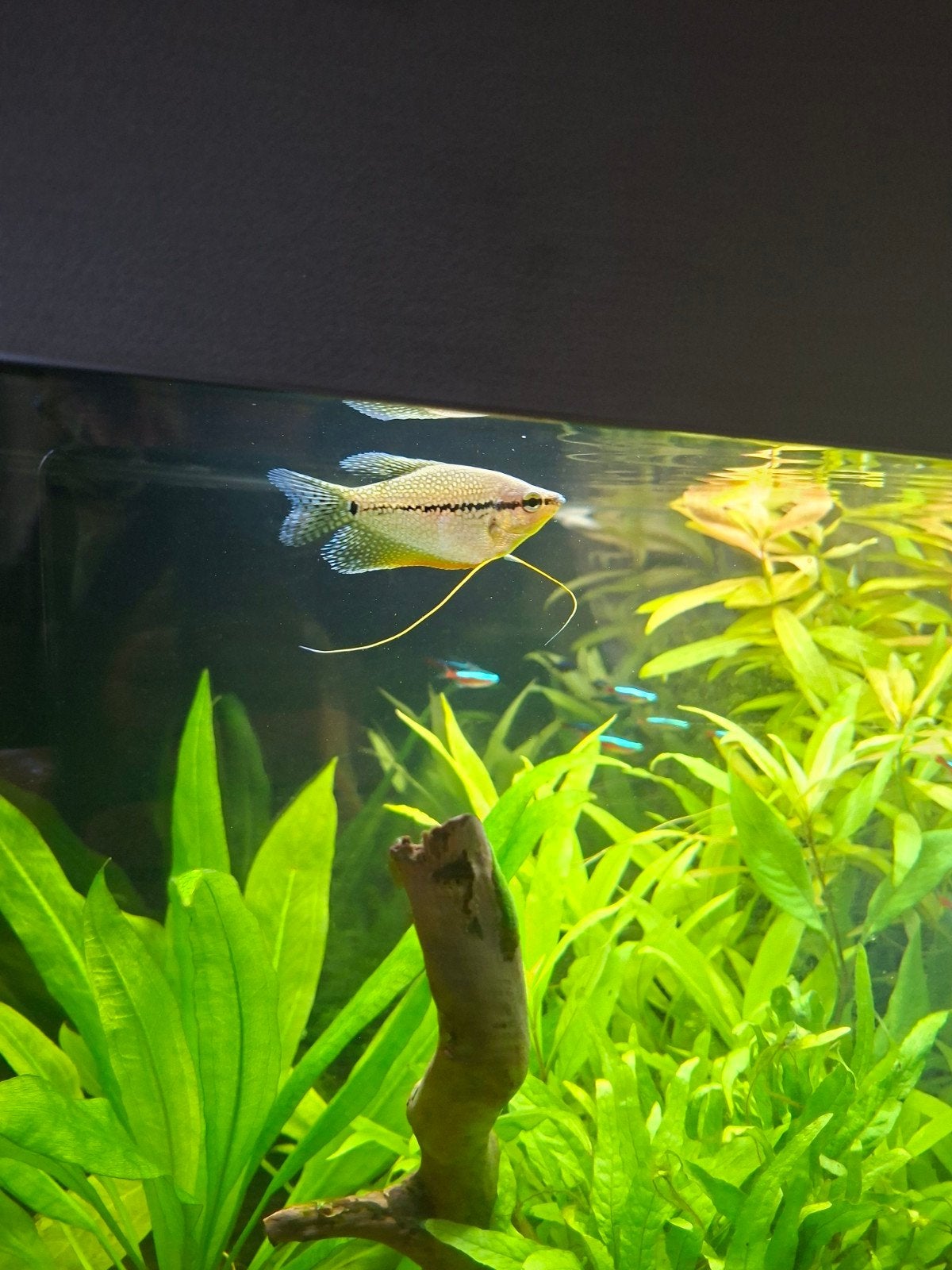 3 vrouwtjes diamant gourami, Vis