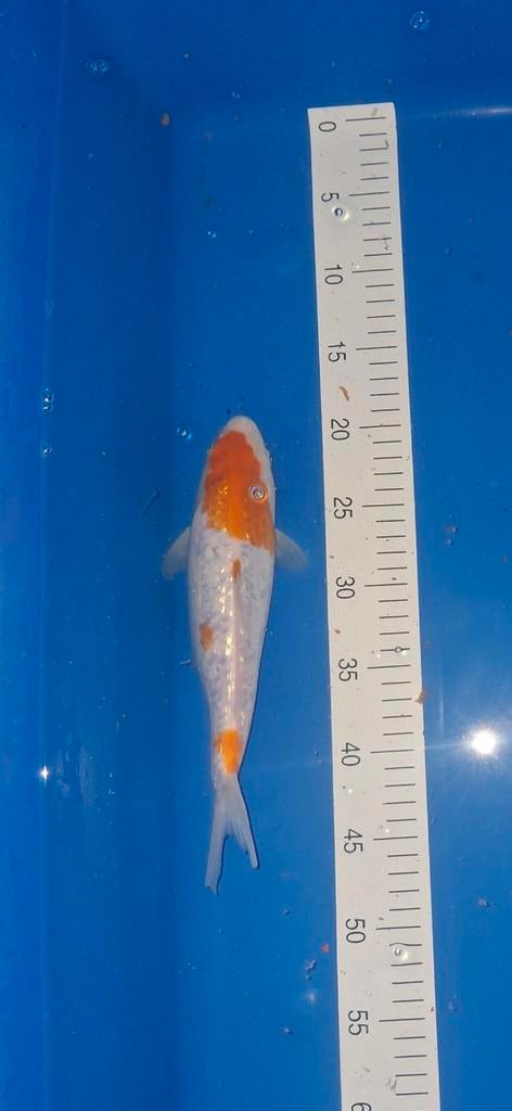 Koi Ginrin Hariwake 30 cm., Karper of Koi