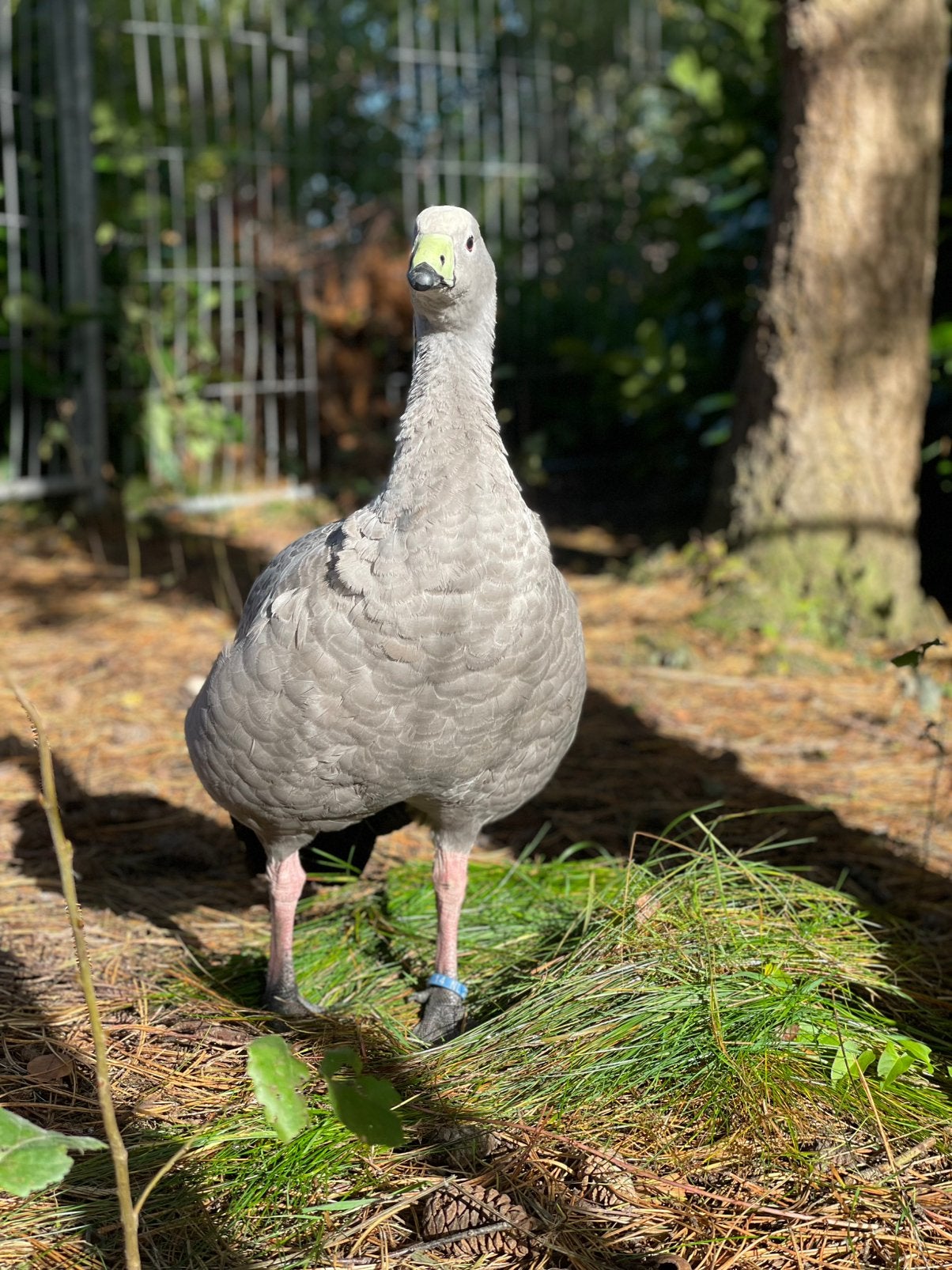 Hoenderganzen - cereopsis, Dieren en Toebehoren, Pluimvee, Meerdere dieren, Gans of Zwaan