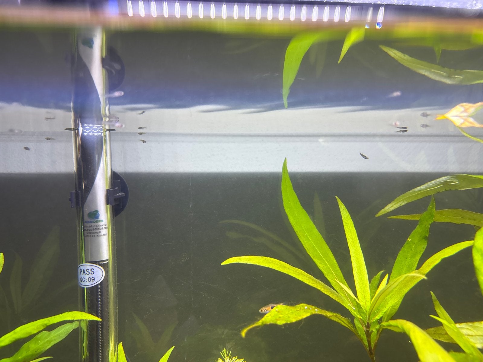 Baby guppies, Vis