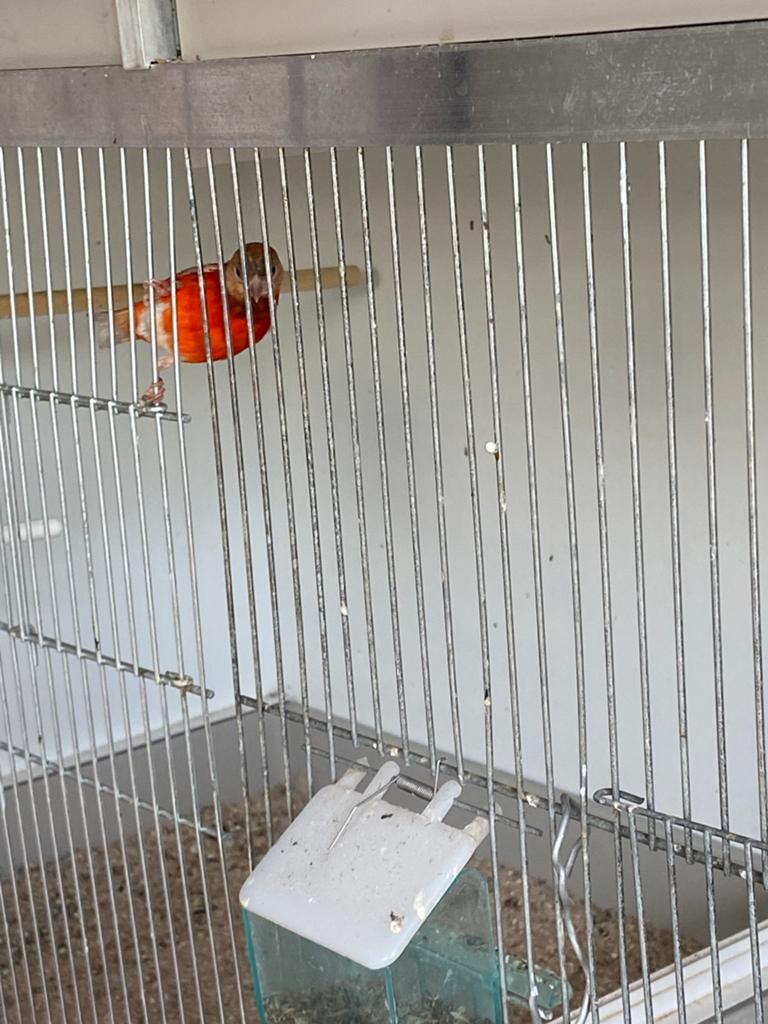 Koppel Kapoetsensijzen, Dieren en Toebehoren, Meerdere dieren