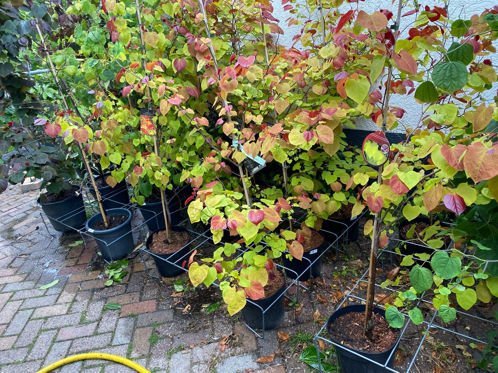 Cercis Eternal Flame - Judasboom met vlammende bladeren, Volle zon, Vaste plant, Lente, Ophalen