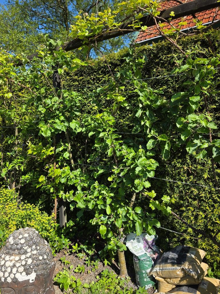 2 perenbomen stoof en handpeer in leivorm, Ophalen, Lente, Volle zon, Perenboom