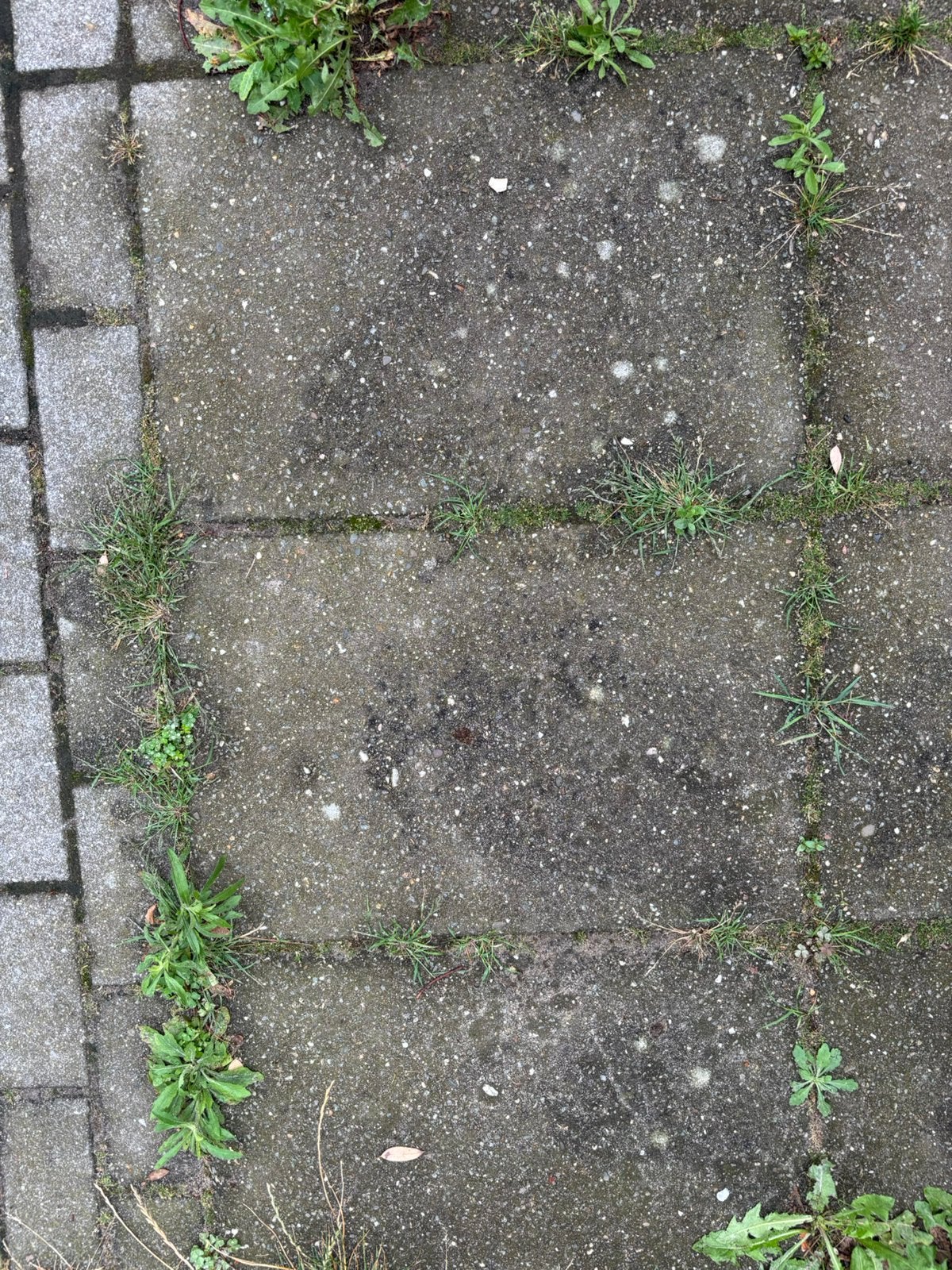 Tegels 60x40 GRATIS, Tuin en Terras, Ophalen, Zo goed als nieuw, Beton, Terrastegels