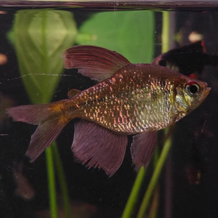 Moenkhausia pittierii, Vis