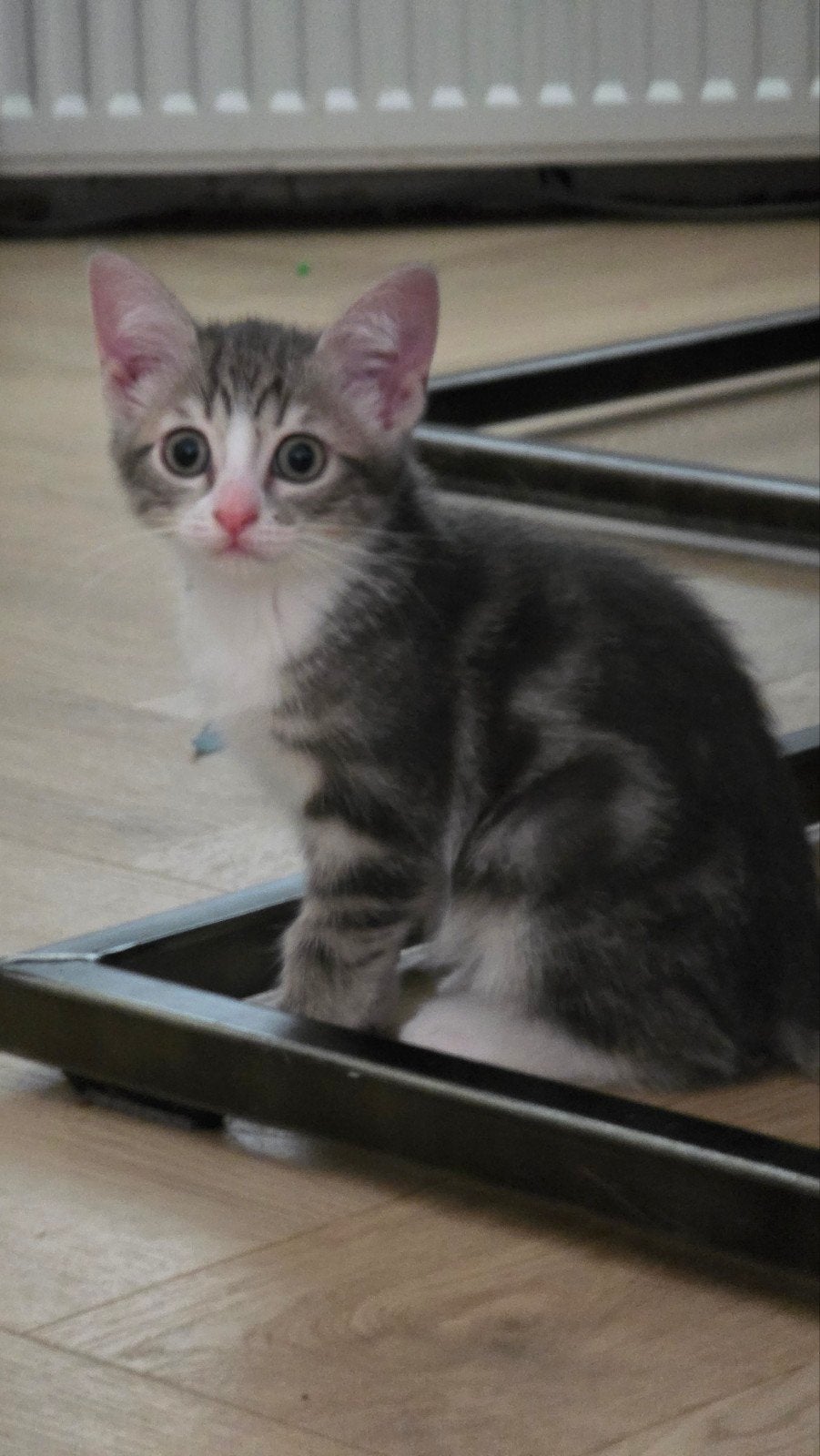 2 prachtige gezonde en zindelijke mixed kittens dames, Poes
