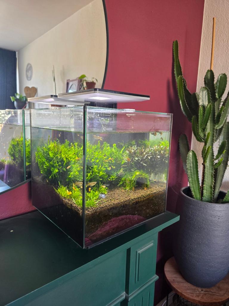 Aquarium met guppen en garnaaltjes., Ophalen, Superfish, Inclusief vissen, Gevuld zoetwateraquarium