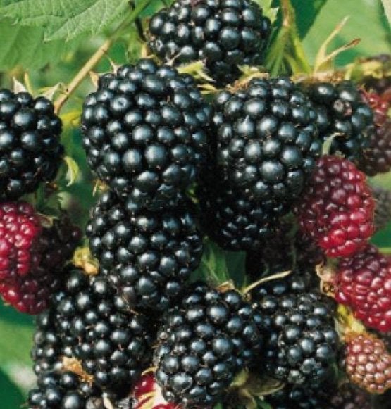 Biologische doornloze braam - Rubus fruticosus, Ophalen, Overige soorten, Volle zon, In pot