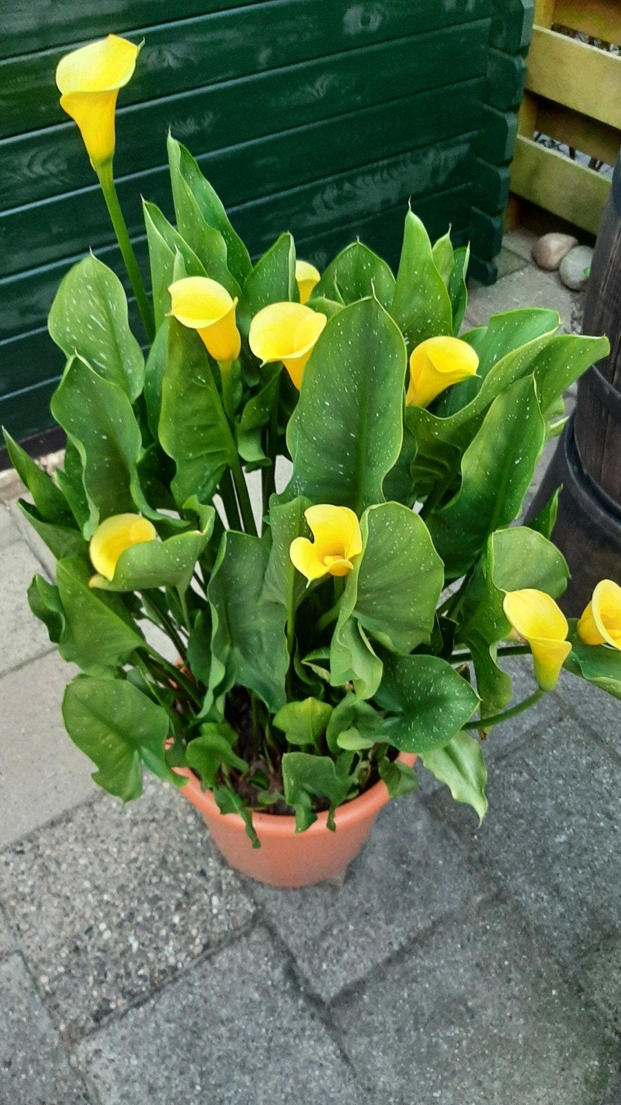 Prachtige Gele Calla Lelie in Pot, Volle zon, Vaste plant, Zomer, Ophalen