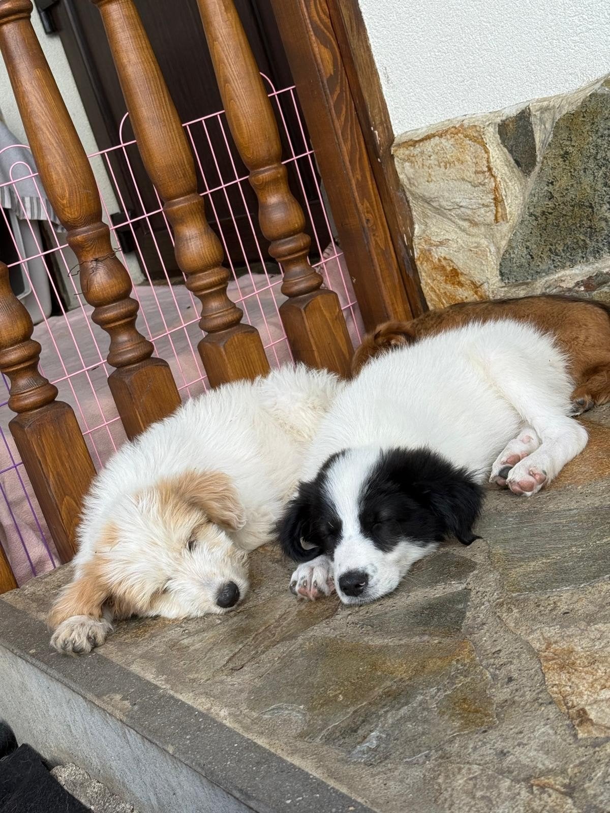 Puppy reu/reu ter adoptie middelgroot, Dieren en Toebehoren, Honden | Niet-rashonden, Particulier, 15 weken tot 1 jaar, Buitenland