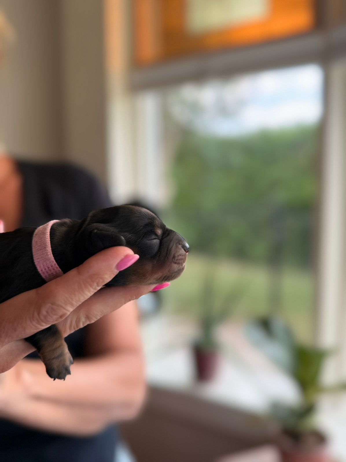 Teckel, mini teefje te koop, Dieren en Toebehoren, Honden | Teckels en Dashonden, Teef, Korthaar, Dwerg, Particulier, Eén hond